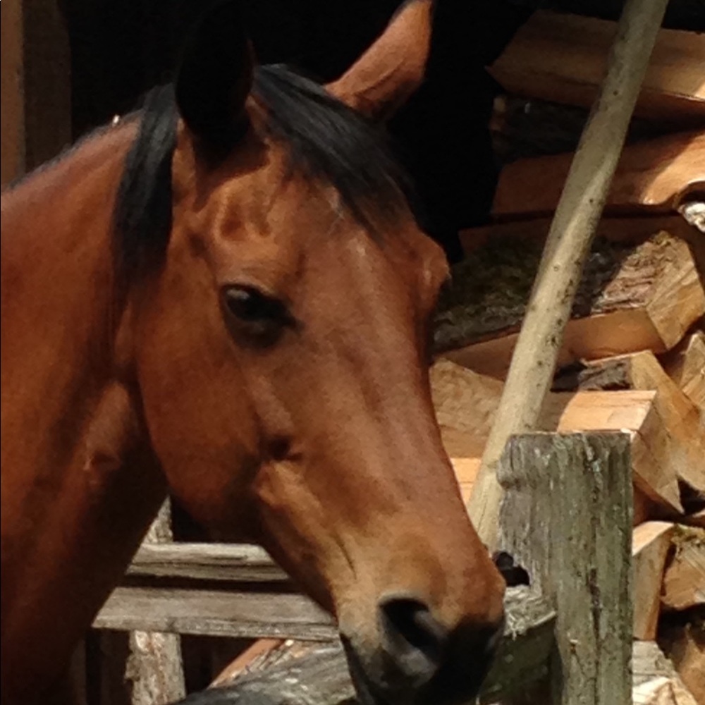 Meet your Posher, Wendy